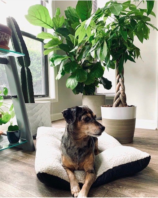 https://www.plants.com/greenhouse/wp content/uploads///Money Tree dog Hoya Heart