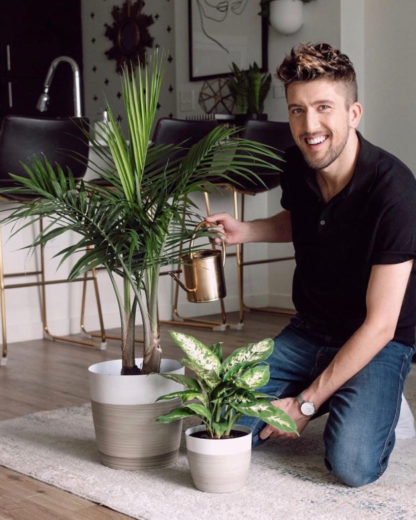 https://www.plants.com/greenhouse/wp content/uploads///palm and dieff  x