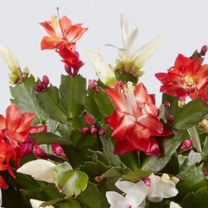 Christmas Cactus 101 & Care Essentials | Plants.com