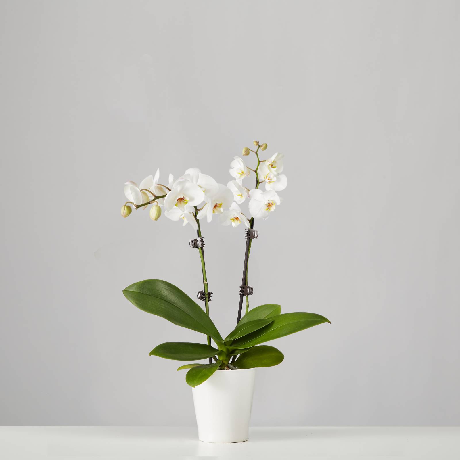 Small Phalaenopsis Orchid White Plants Com