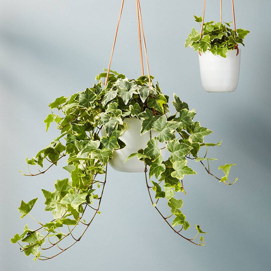 English ivy hanging plant Idea