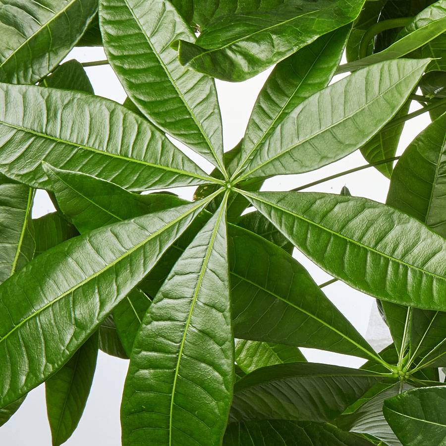 Money Tree Plant Plants