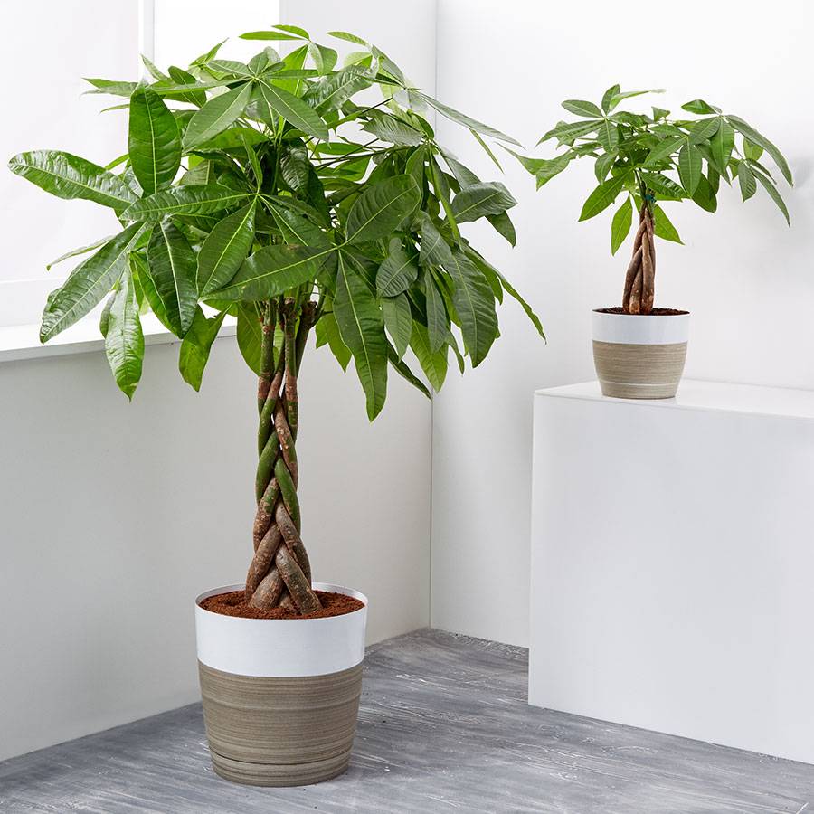 Money Tree Plant Plants