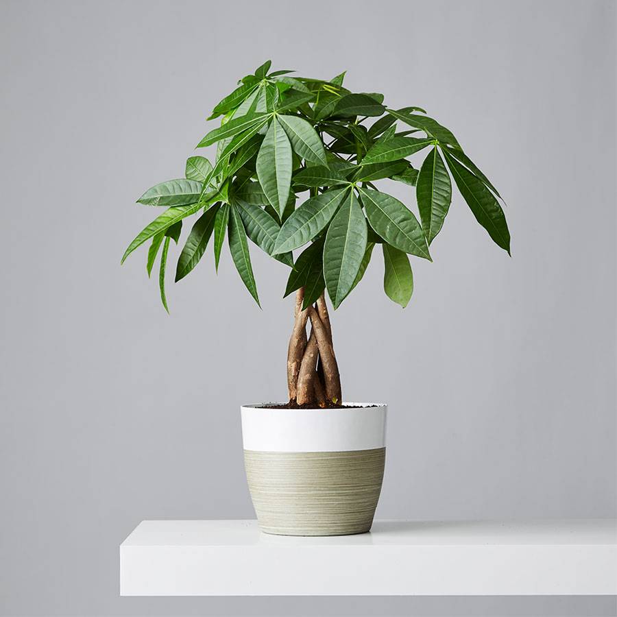 money-tree-plant-care-growing-plants-indoors-apartment-therapy