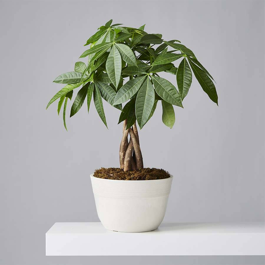 What Does Money Tree Plant Do