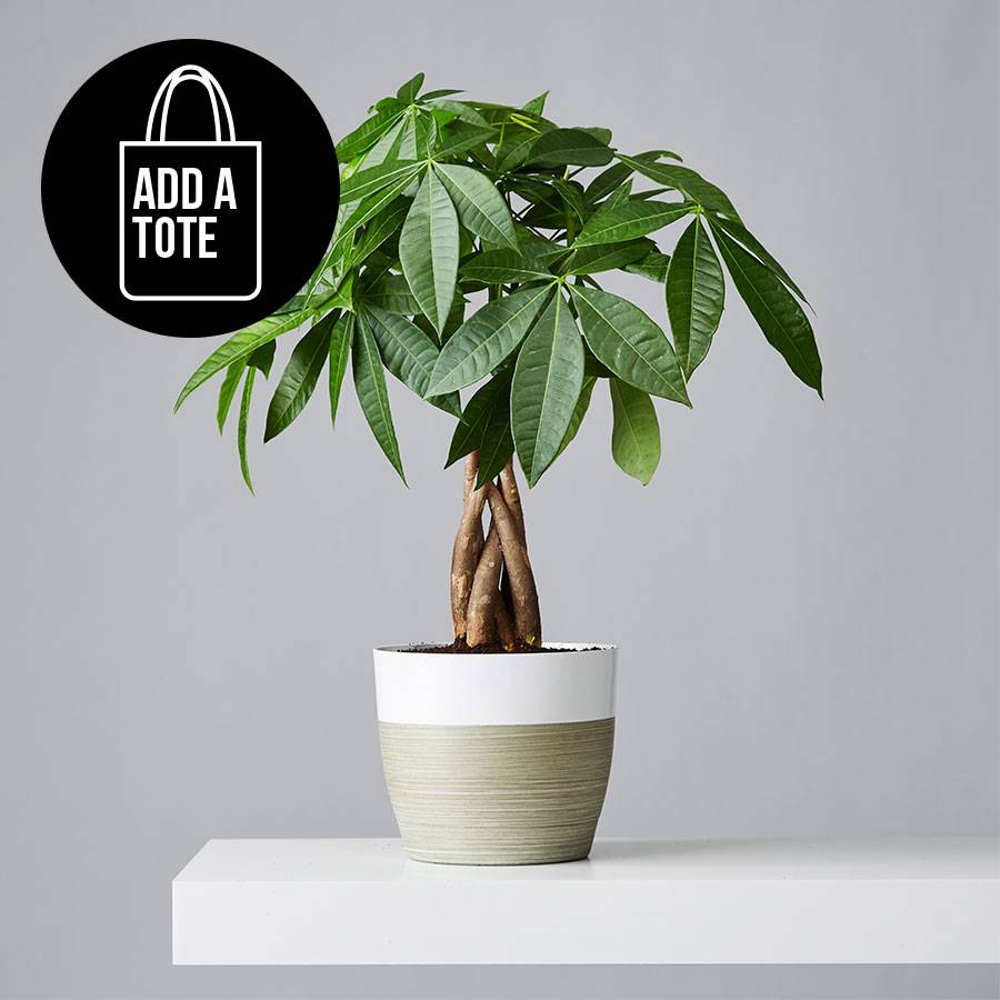 where to buy money tree plant