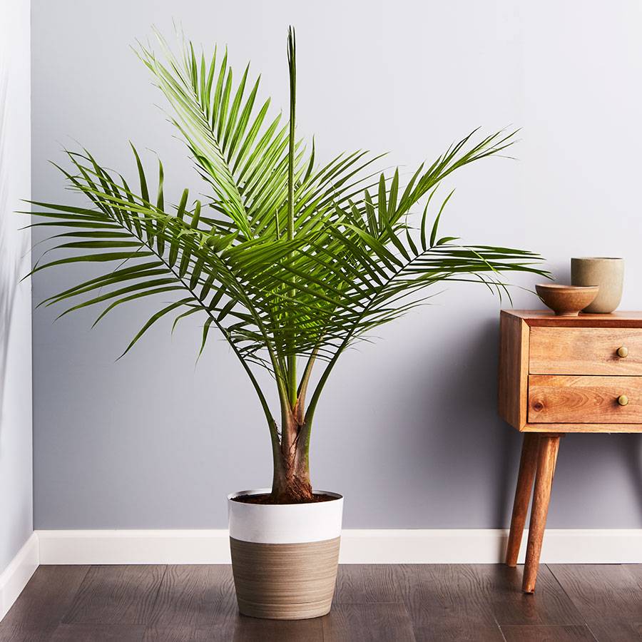 Majesty Palm Indoor Floor Plant | Plants.com