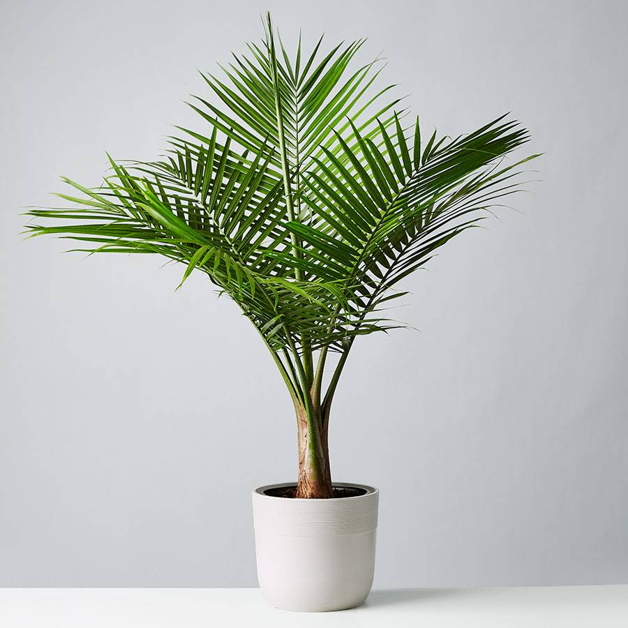 Majesty Floor Plant | Plants.com