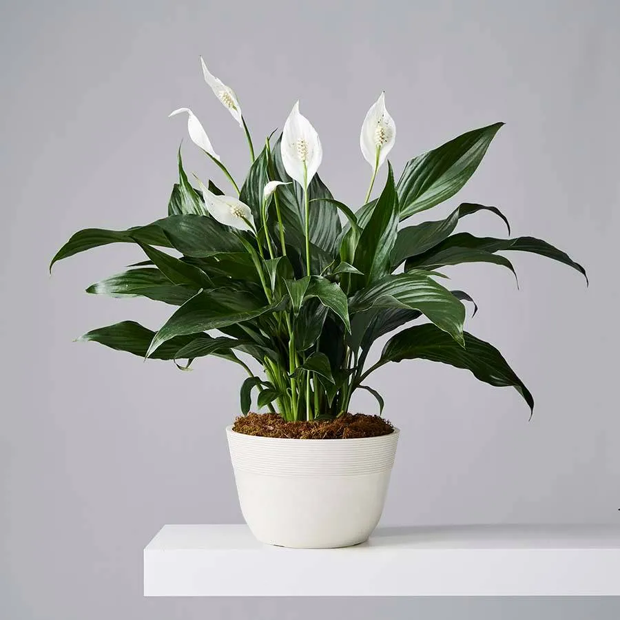 Peace Lily Plant (Spathiphyllum) | Plants.com