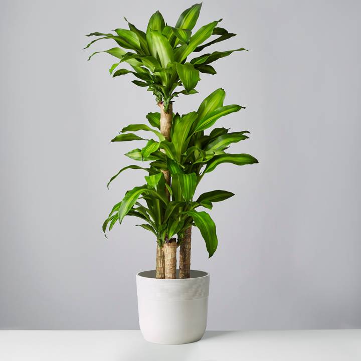 Large Indoor Plant Pots - Foter  Large indoor plants, Large plant