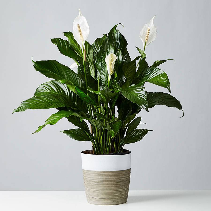 Sympathy Peace Lily Floor Plant Spathiphyllum Plants Com   177056l 20201028 1603917639626 