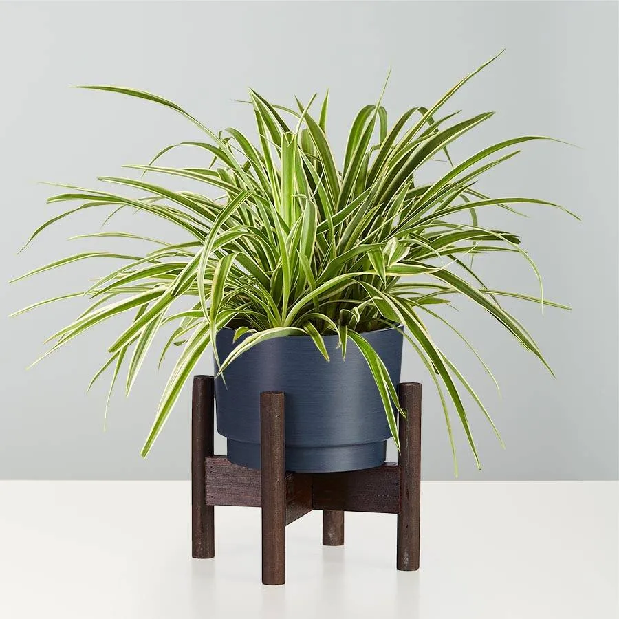 Spider Plant — Lakewood Plant Company