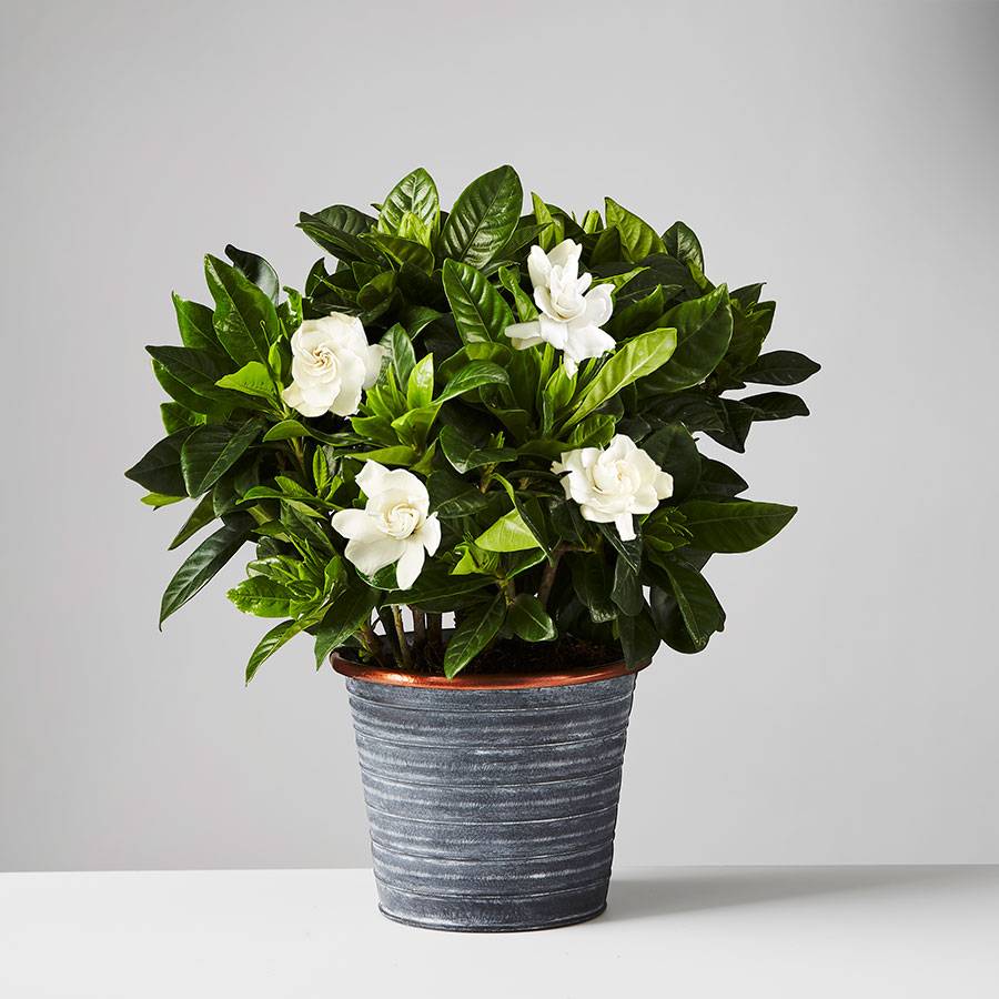 Gardenia Plant | Plants.com