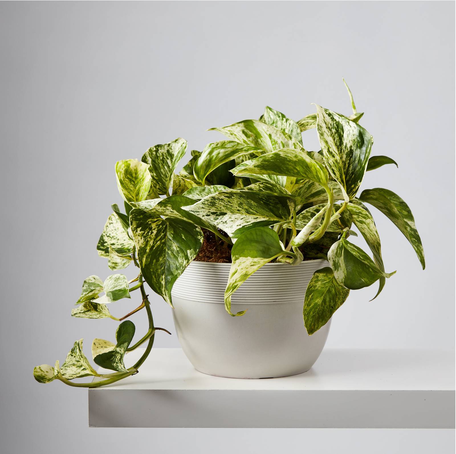 Devil’s Ivy (Marble Queen Pothos) | Plants.com