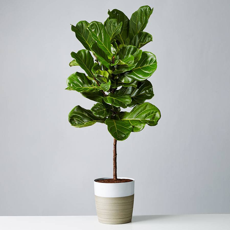 Fiddle Leaf Fig Floor Plant | Plants.com