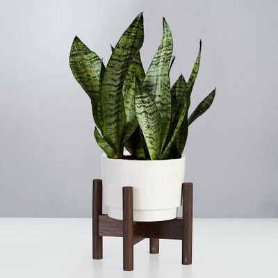 Living Room Plants | Plants.com