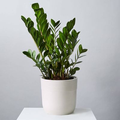 Floor Plants | Plants.com