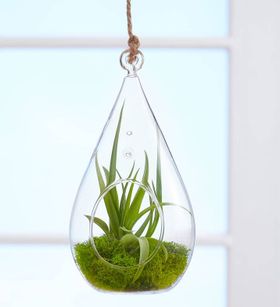 Air Plants | Plants.com